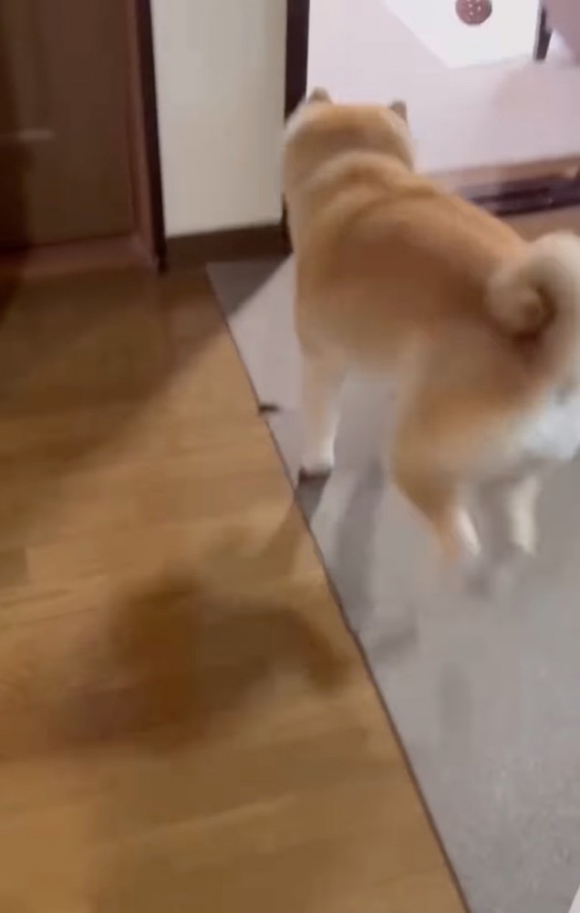 ボールを投げてもらう柴犬