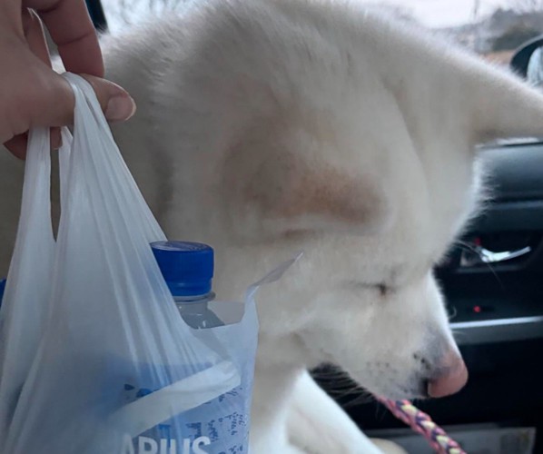 反省する秋田犬2