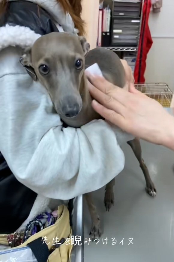 カメラ目線のティナちゃん