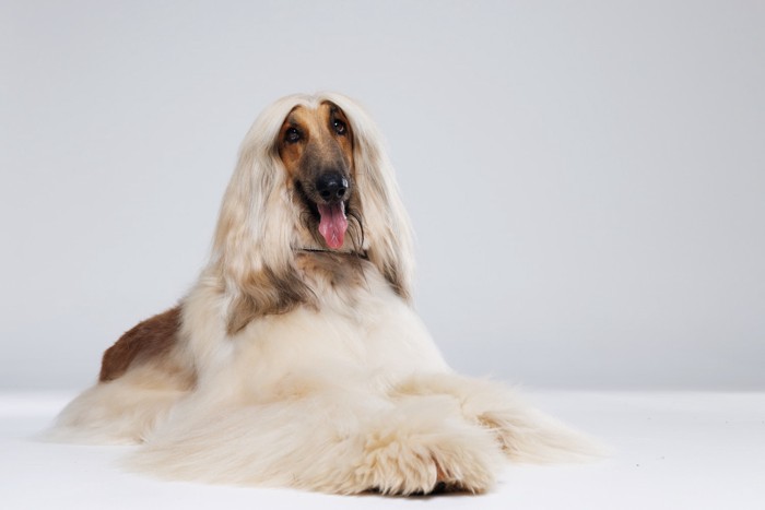 床に伏せているアフガンハウンド