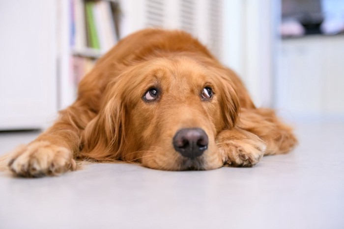 退屈そうに床に伏せる犬