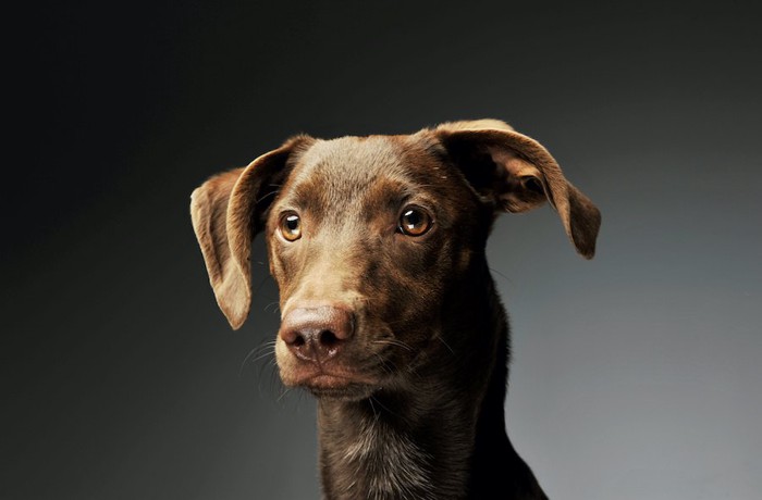 遠くを見つめるブラウンの犬