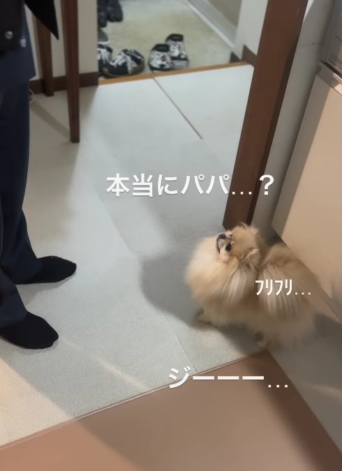 斜め上を見ている小型犬