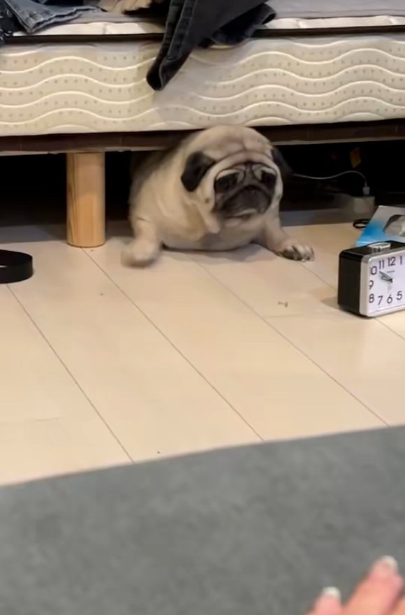 あざらしみたいなしーちゃん