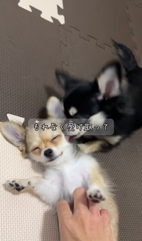 目を瞑っている子犬の顔を毛づくろいしているチワワ