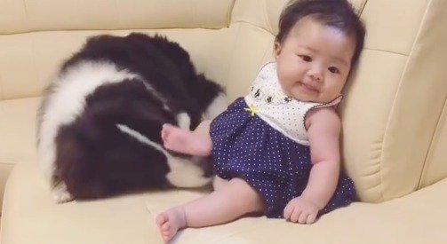 赤ちゃんのお尻の下に顔を入れる犬