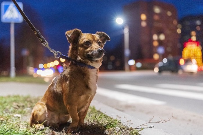 夜の街と犬