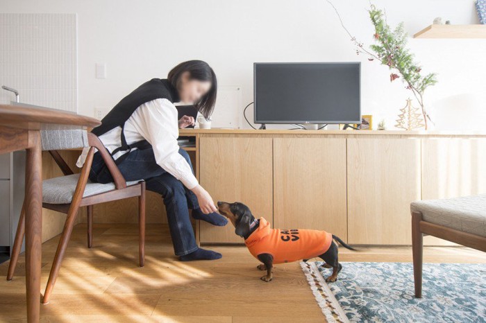 女性とダックスフンドのふれあい