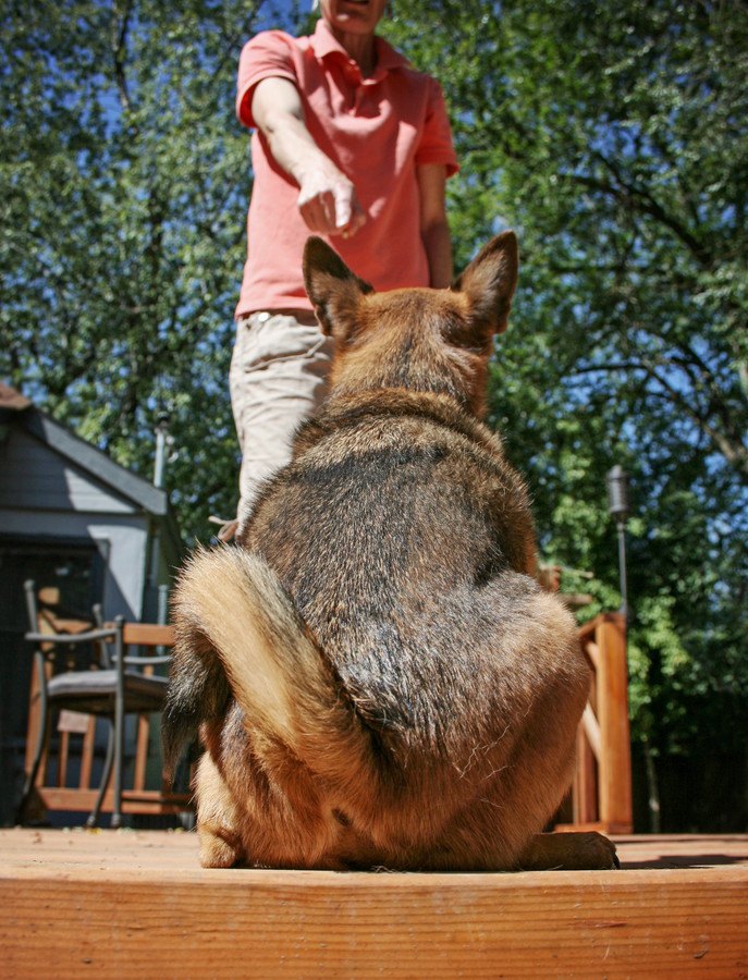 叱られている犬の後ろ姿