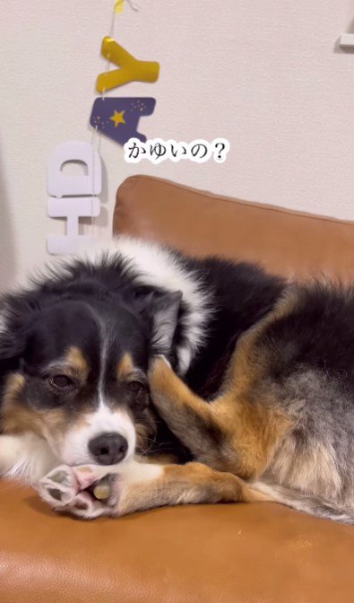 「痒いの？」