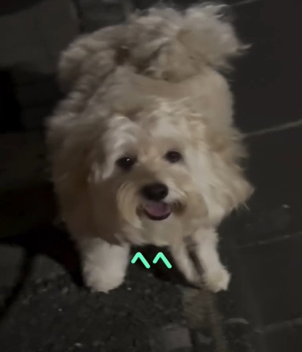 笑顔の犬