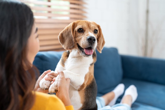 女性と戯れる犬