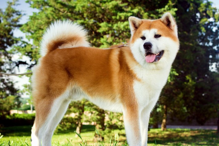 公園に佇む秋田犬
