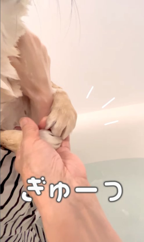 差し出された手を掴んでいる濡れた柴犬