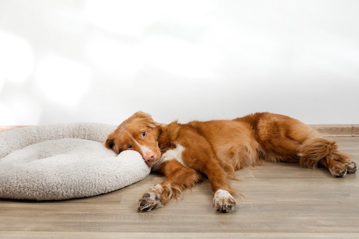 ベッドを枕代わりにしている犬