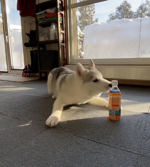 ペットボトルに吠える子犬