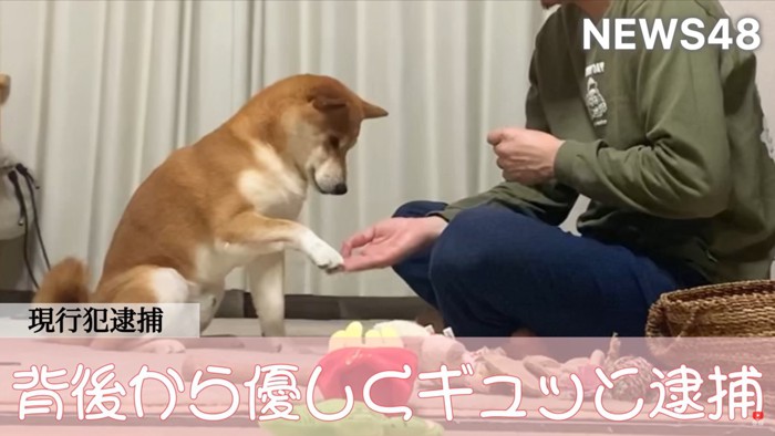 お手をする柴犬