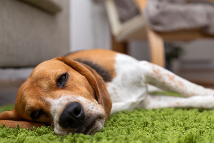 カーペットの上に寝転ぶ犬