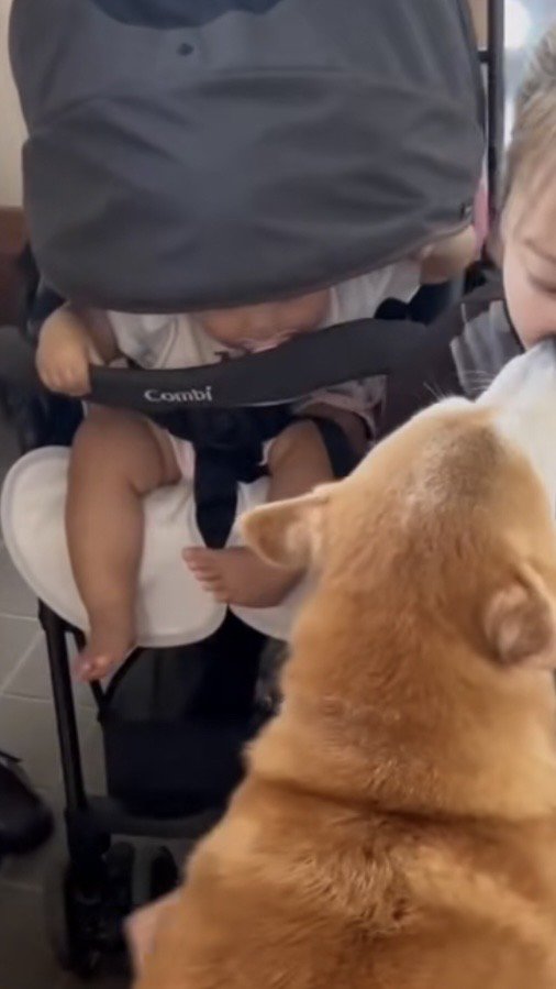 身を乗り出してガン見する赤ちゃん
