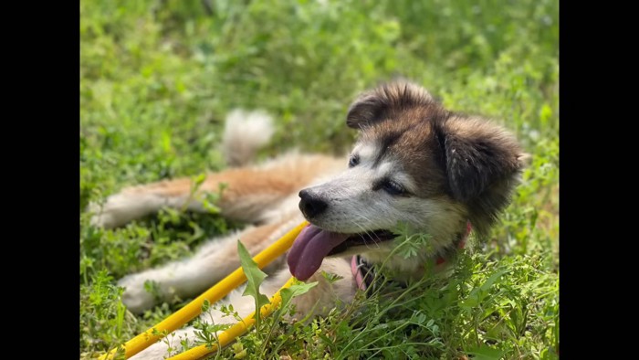 すっかり別犬のよう