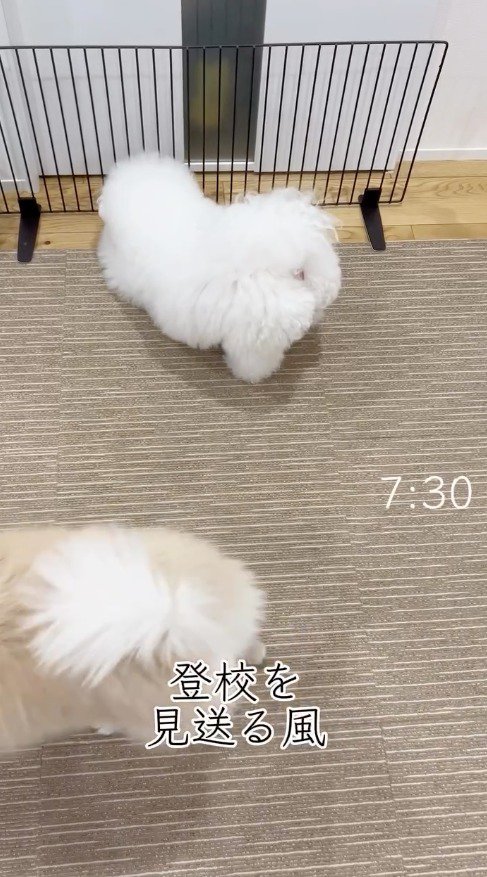 ドアの前にある柵の前に経つ犬