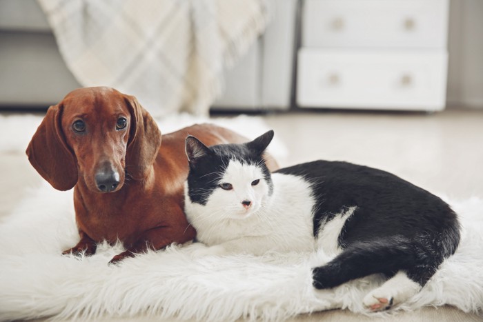 寄り添う犬と猫