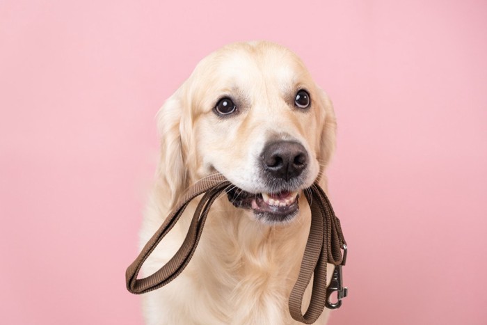 リードを咥えて期待している犬