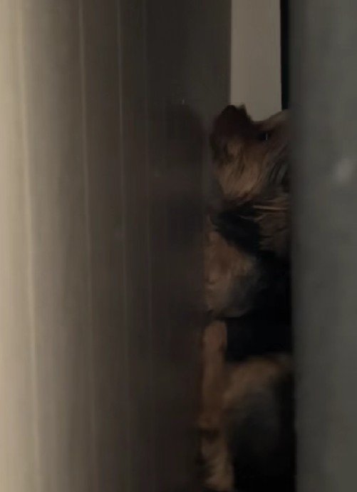 「おもらししちゃった…」