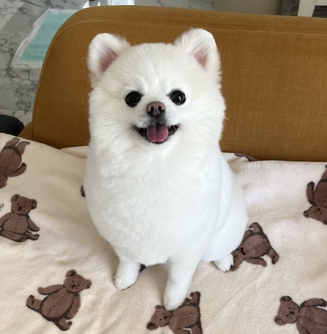 ニコニコ