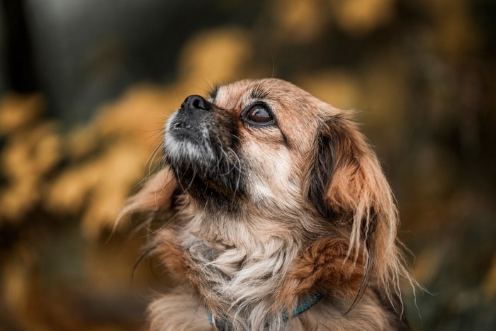 上を見上げるチベタンスパニエルの顔のアップ