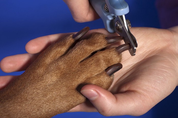 犬の爪切り