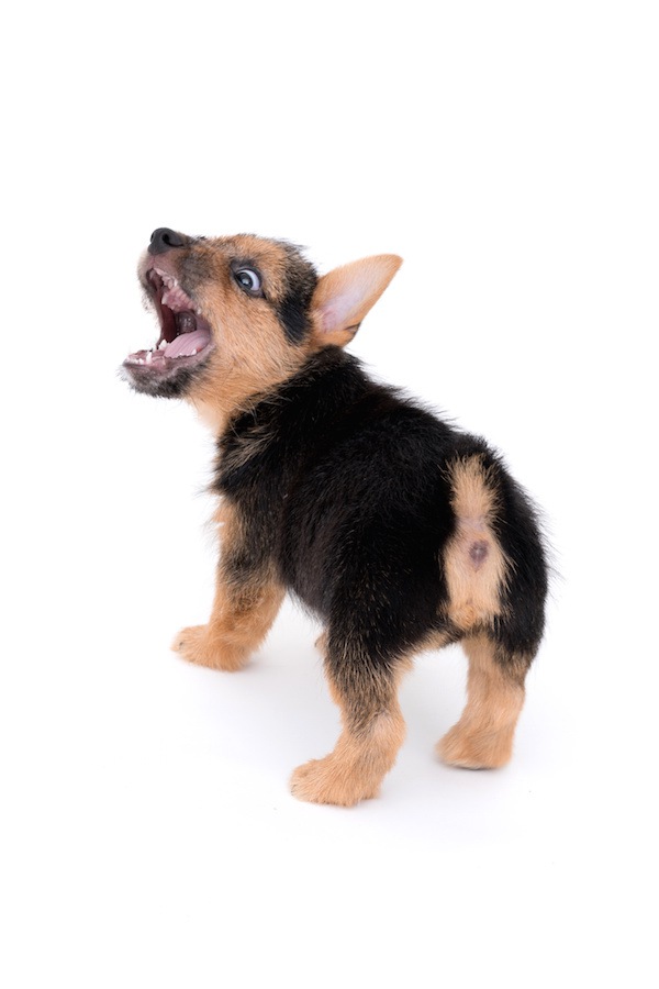 大きく口を開けて吠える子犬