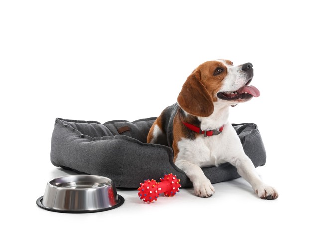 ベッドや食器などの犬用グッズとビーグル