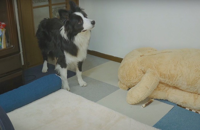 首をかしげる犬