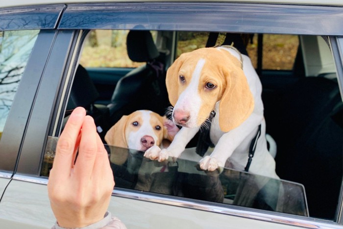 車内に2匹の犬