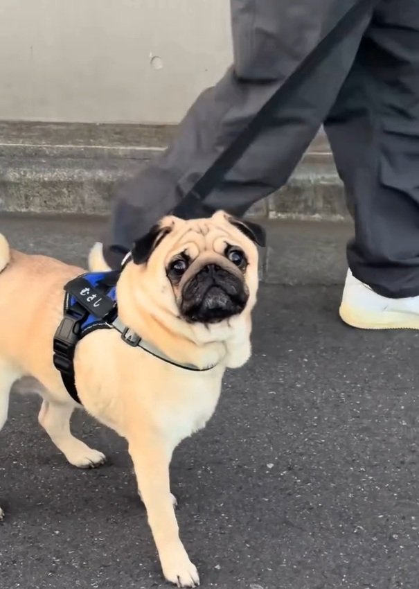 立ち止まるむさし君
