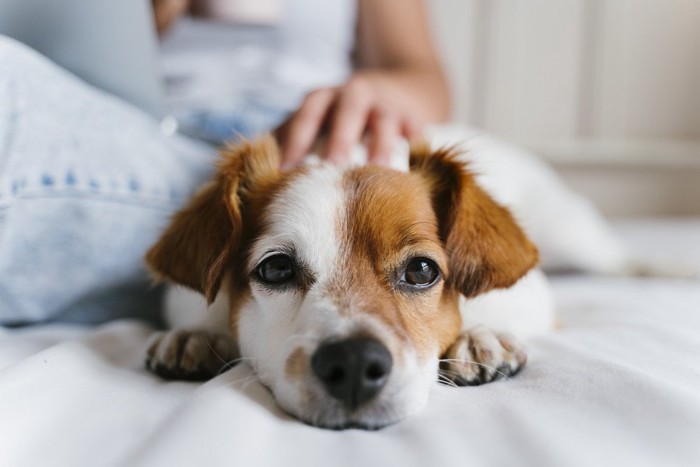 ベッドの上で少女の隣に座る犬