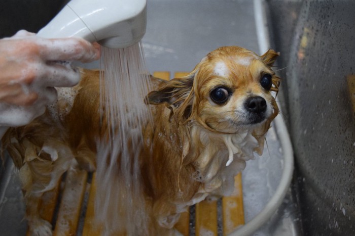 シャワー中の犬