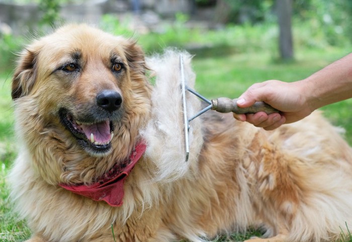 庭でブラッシングされる犬