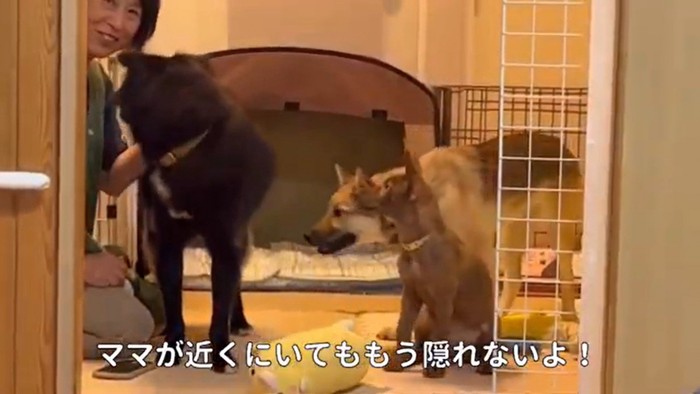 愛子ちゃんが家庭犬になるまで6