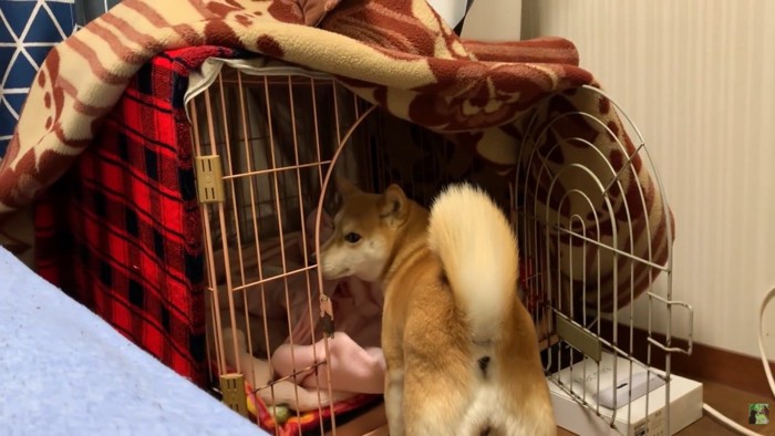 飼い主さんをチラ見して、ケージの中へ