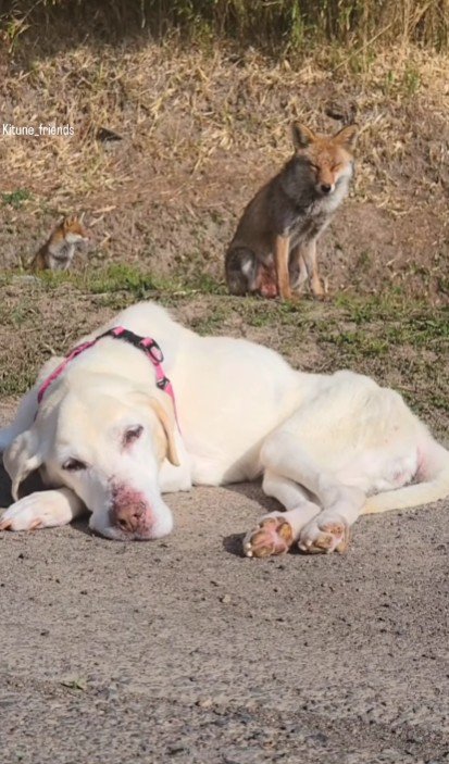 どこからともなく現れた