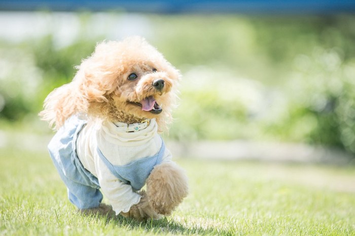 芝生で遊ぶ服を着たトイプードル