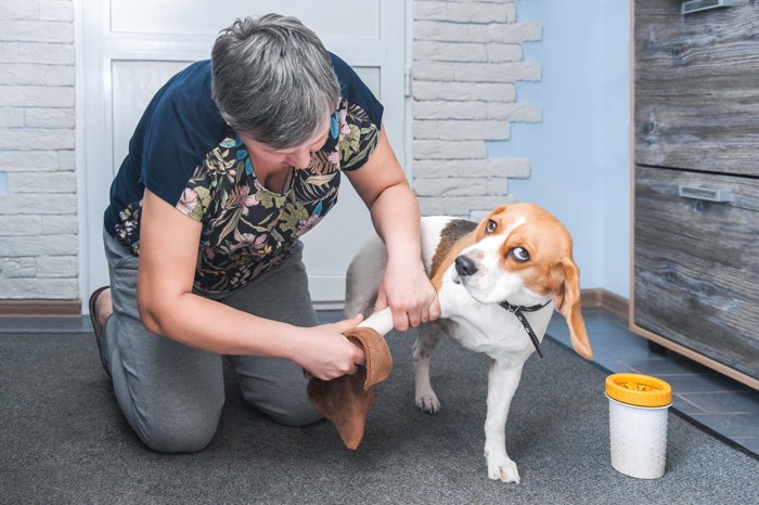 散歩の後に足先を拭かれる犬