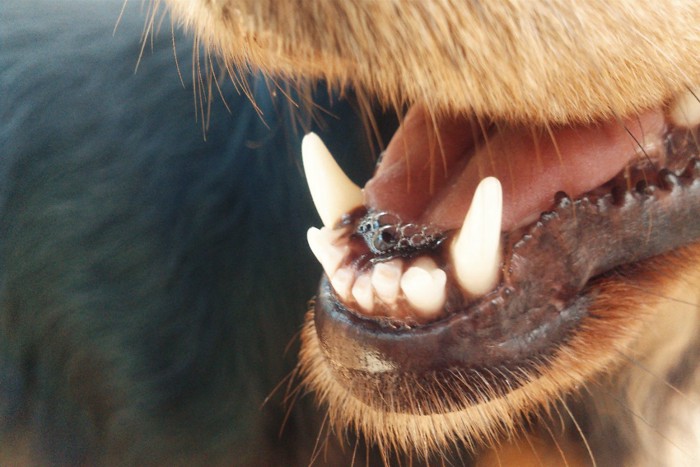 犬の呼吸