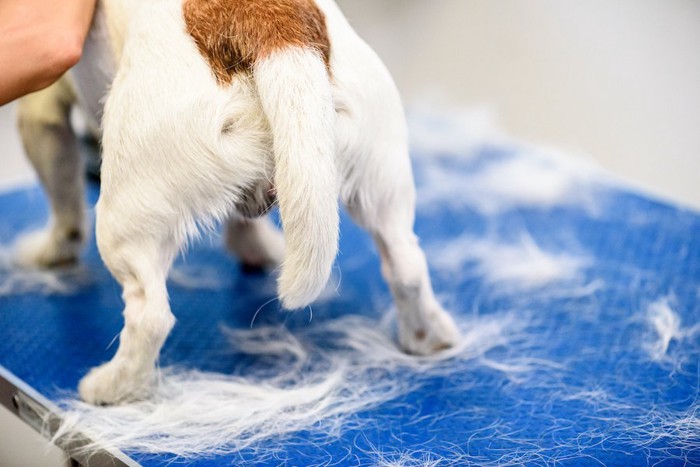 トリミング中の犬の尻尾アップ