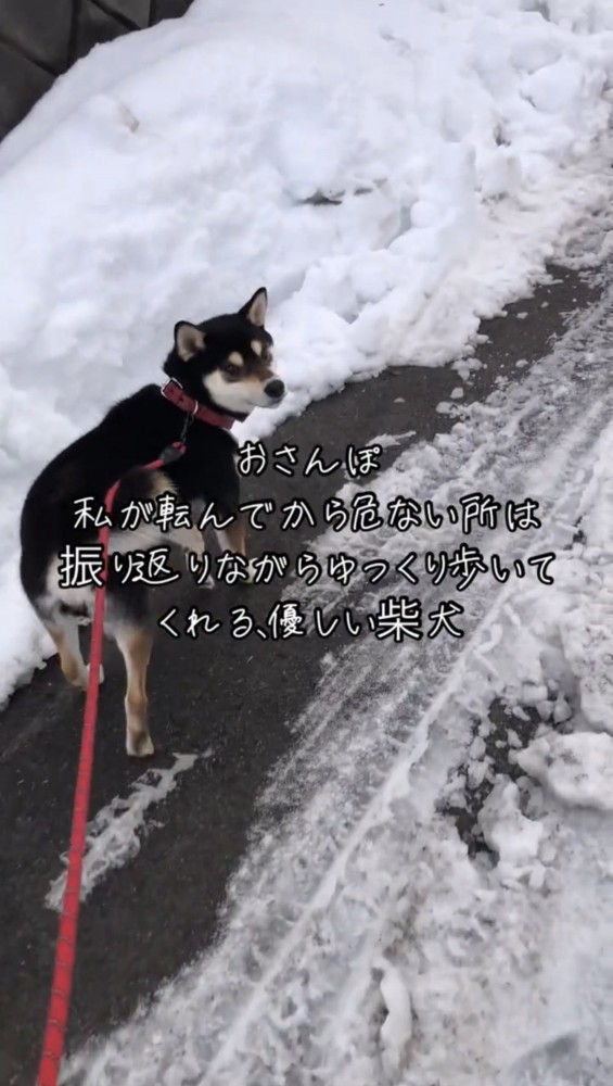 飼い主の方を見る犬
