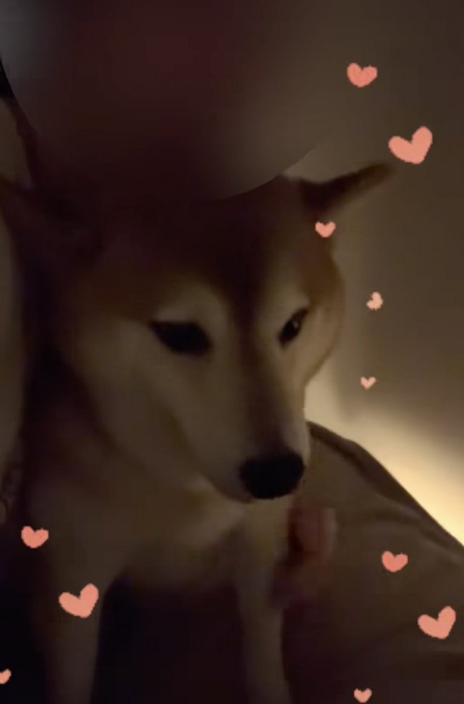 飼い主さん、幸せの極み