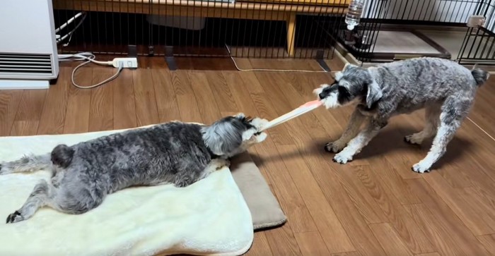 引っ張り合っこする2匹2