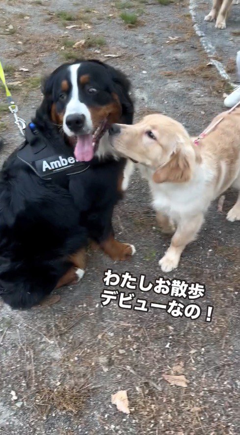 子犬から目を逸らす黒い犬